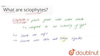 What are sciophytes  CLASS 12  ORGANISMS AND POPULATIONS  BIOLOGY  Doubtnut [upl. by Hewe]