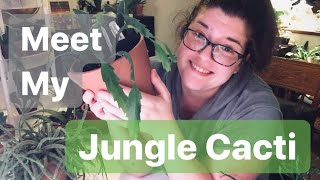 A Tour of My Jungle Cacti [upl. by Aihsiek]