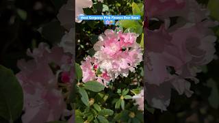 The Stunning Pink Colored Rhododendron Full of Blooms 🌸shorts [upl. by Nuawed]