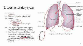 Higher volume ATI TEAS Science Review Respiratory system Part 1 [upl. by Rowe186]