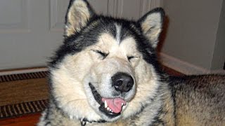 Funny Alaskan Malamute Compilation NEW [upl. by Seavir886]