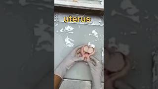 Uterus specimen grossing 🧐👀 [upl. by Aynatahs]