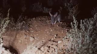 Bilby renovating its burrow [upl. by Llerat484]