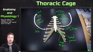 Sternum Ribs and Hyoid Anatomy  Anatomy and Physiology 1 [upl. by Papp]