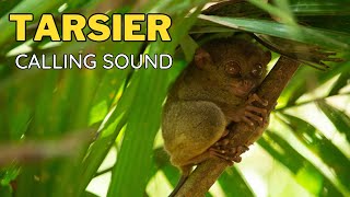 Tarsier Calling Sound [upl. by Gayner]