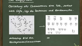 GtzVidB9 04 Karyogramm [upl. by Roman]