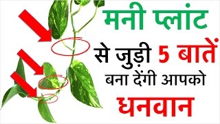 मनी प्लांट से जुड़ी ये 5 बातें बना देंगी आप को धनवान  How to become rich in real life Vastu care [upl. by Corabel]