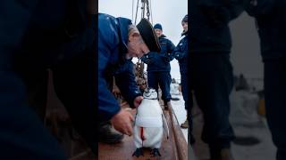 A touching story about a mother penguin asking for help from a ships crew to save her baby [upl. by Charmion685]