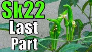 How to Grow Green Chillies From Seeds Part4 Urduhindi 2017 [upl. by Myer]