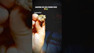 California Tree Frog Chorus Frog Mating Call frog nature native [upl. by Anitra]