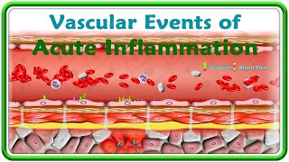 2 Vascular events of Acute Inflammation  Animation [upl. by Bobbi243]