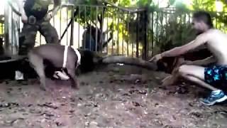 Pit Bull vs German Shepherd  كلب البيتبول ضد كلب الراعي الألماني [upl. by Ahsiled]