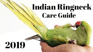 Indian Ringneck Parakeet Care Guide [upl. by Mack]