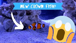 Adding A Clown Fish To My Aquarium [upl. by Aseretairam]