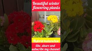 Beautiful winter flowering plants Hybrid kalanchoe trending shorts [upl. by Frye]