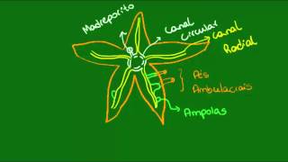 Sistema ambulacral dos Equinodermos  Zoologia  Biologia [upl. by Gardy]