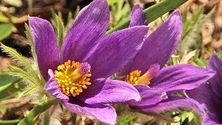 Planting Pasque Flowers or Anemone pulsatilla vulgaris [upl. by Ain]