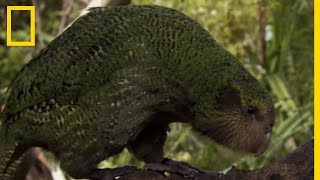 Létrange perroquet kakapo [upl. by Ariek989]