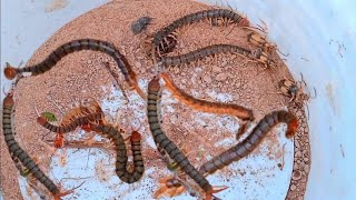 Look and catch giant centipedes meet red millipede and Prionus beetle  Nature insect [upl. by Nodyroc]