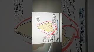 Anastomosis around scapula [upl. by Novyaj]