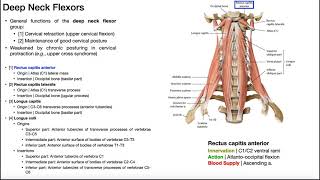 Deep Neck Flexor Group  Anatomy Structure and Functions OINAs [upl. by Jeanine]