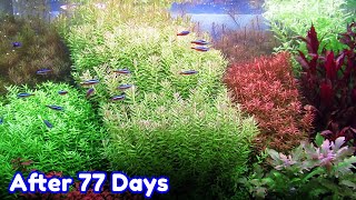 ROTALA BUSHY  STEP BY STEP AQUASCAPE DUTCHSTYLE [upl. by Llennyl]