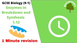 GCSE Biology 91 Enzymes in Breakdown and Synthesis EdexcelAQAOCR [upl. by Ahsirtak533]