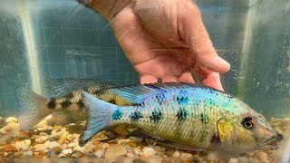 Fossorochromis rostratus a very large cichlid from Africas Lake Malawi [upl. by Oihsoy]