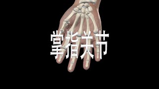 掌指关节 Metacarpophalangeal Joints [upl. by Macfarlane]