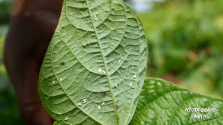 MANAGEMENT OF WHITEFLIES IN NYOTA BEANS FARMING [upl. by Aerdnac]