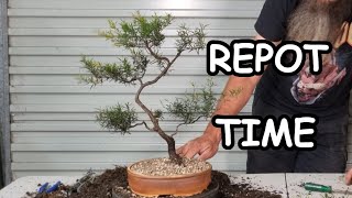 Aussie Tea Tree gets a new pot [upl. by Ahsenek]