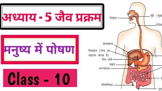 अध्याय  5 जैव प्रक्रम  part  4  मनुष्य में पोषण  Class 10 science ALclasses09 [upl. by Anaxor251]