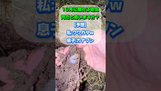 【何の幼虫？】10月に獲れるカブトムシ似の幼虫の正体は？昆虫 幼虫 [upl. by Perce]