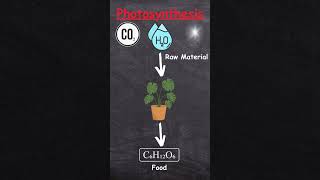 How does Photosynthesis Work [upl. by Aiak265]