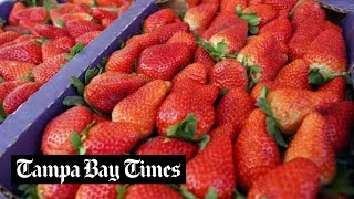 Florida Strawberry Festival guide what to do see and eat at the 2024 fair [upl. by Labanna]