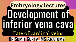 Development of IVC Inferior Vena cava  Cardinal Veins  Embryology [upl. by Berthoud]