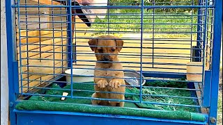 Little puppy that lived in a bird cage got a loving family [upl. by Ellasal]