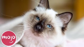 Top 10 Greatest Cat Breeds [upl. by Adnoloy]