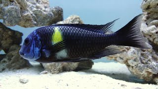 Tropheus Duboisi Cichlid adult male Lake Tanganyika [upl. by Marilin]