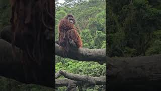 紅毛猩猩Bornean OrangutanTaipei Zoo [upl. by Hyacinthie385]