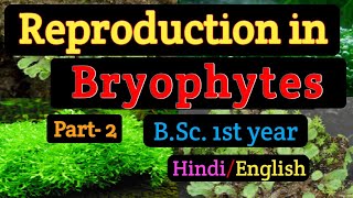 BSC first year Msc BotanyReproduction in BryophytesVegetative reproduction in Bryophytes Gemmae [upl. by Fiertz]