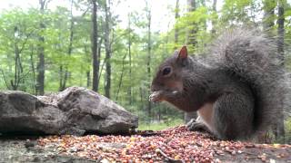 Eastern Gray Squirrel Video for dogs and cats to watch [upl. by Boj954]