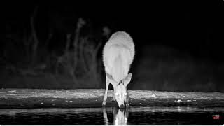 Handsome Duiker Stop For A Quick Drink 10 30 2024 [upl. by Strep549]