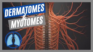 Dermatomes amp Myotomes Made Easy [upl. by Soloma]