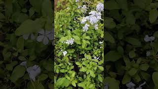 Neela koduveli  Blue Leadwort flowers shorts youtubeshorts nature lavender [upl. by Irol]