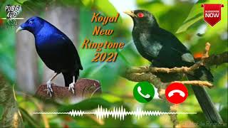 Koyal Bird voice new ringtone Best ringtone 2021 [upl. by Lavella281]