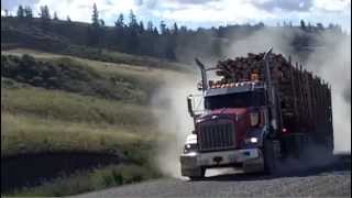 Pine Beetle Day 1  Largescale salvage logging [upl. by Adrianna]