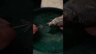 trick to catch pike with a deadbait spinning rig fishingtips pikefishing fishingshorts hecht [upl. by Norward]