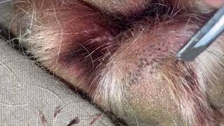 Impacted Hair Follicle Removal on Moose my Mastiff’s Paw 🐾 Relaxing and Satisfying [upl. by Kcajyllib]