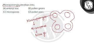 Microsporangia develops into [upl. by Ciredec]